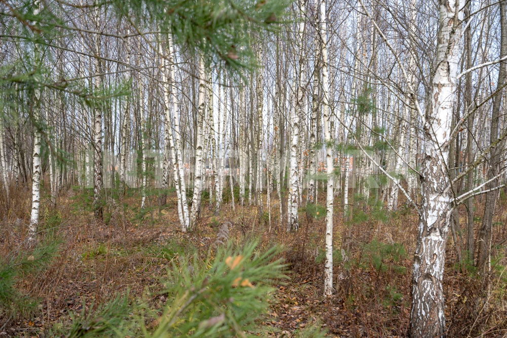   Rublevo-Uspenskoe, 6 км, Photo 1