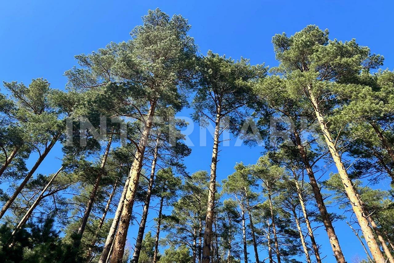  КП "Сосновый Бор" Рублево-Успенское шоссе, 24 км, Фото 1