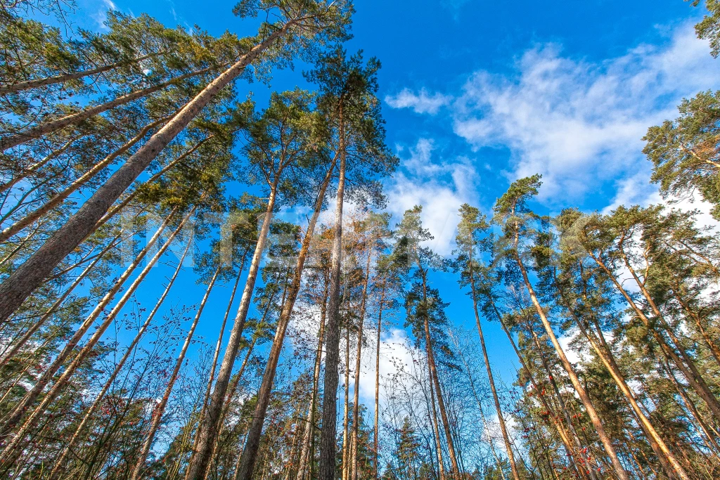  КП "Успенские дачи" Рублево-Успенское шоссе, 20 км, Фото 1